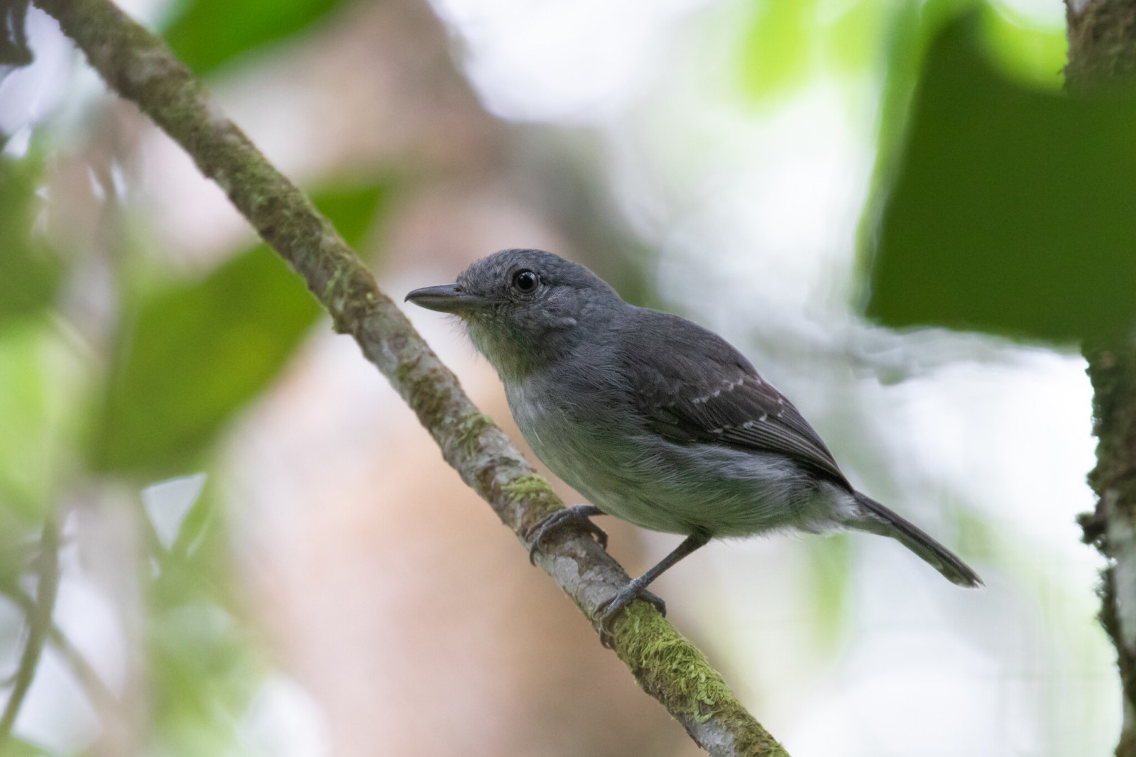 image Mouse-colored Antshrike